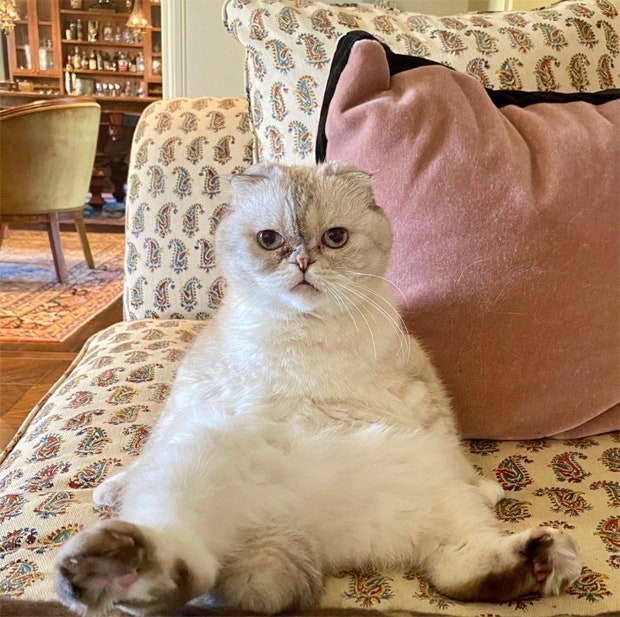 Taylor Swift&#039;s cat Olivia Benson Swift