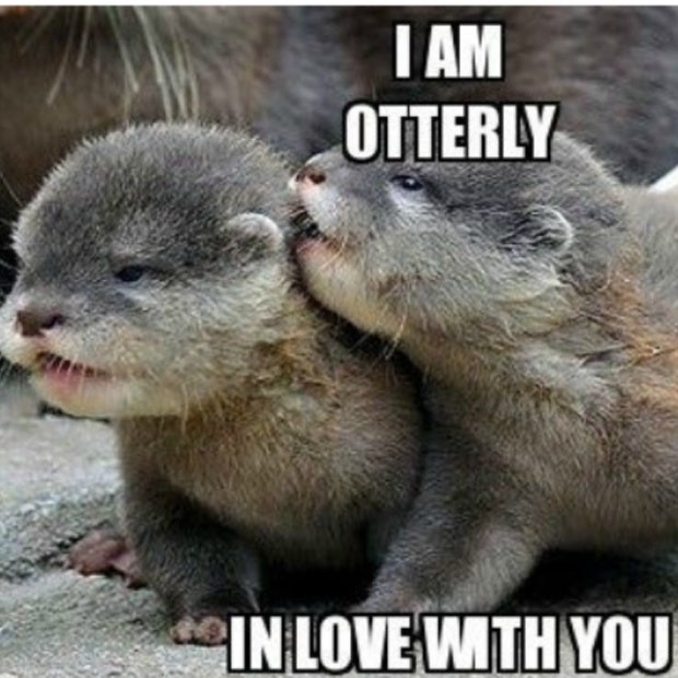 love meme otterly in love