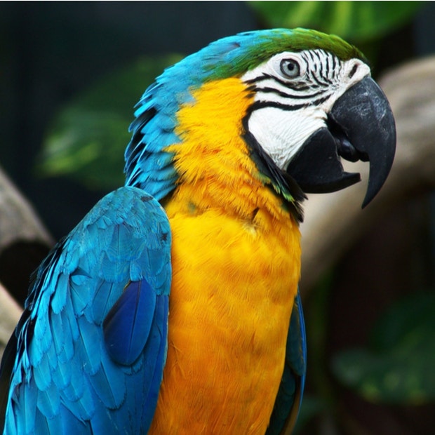 parrot bird meanings