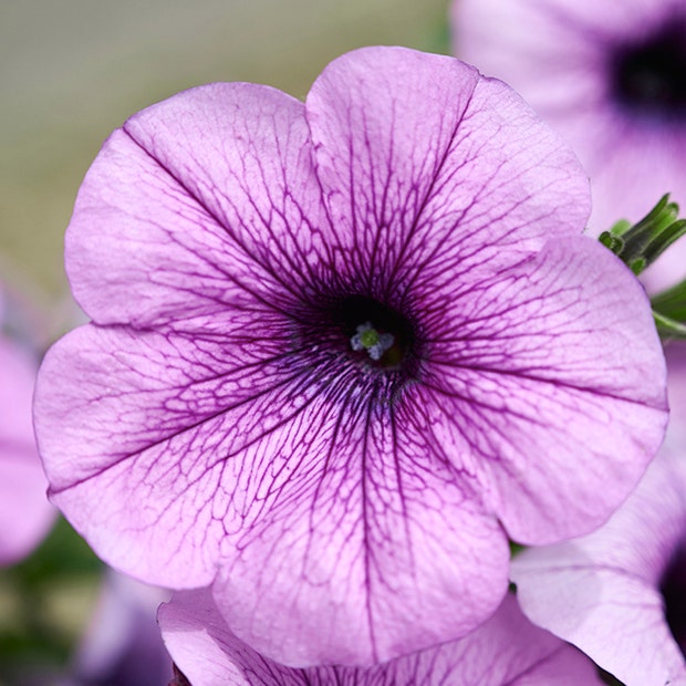 petunia flowers with negative meanings