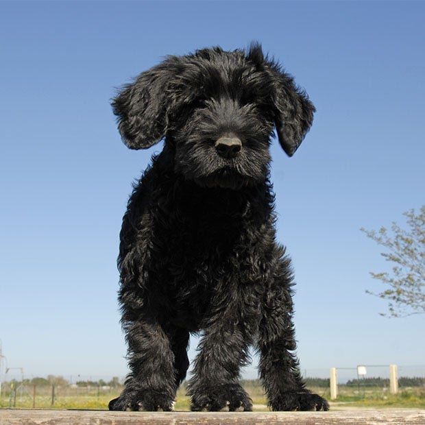 portuguese water dog puppy cutest dog breed