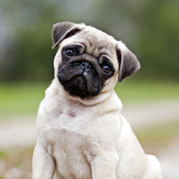 pug cutest dog breeds