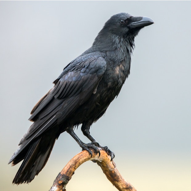 raven bird meanings