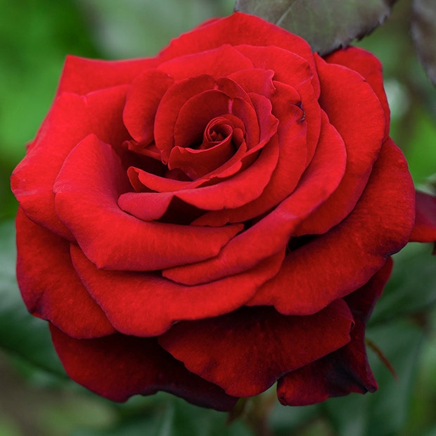 red rose flowers with negative meanings 