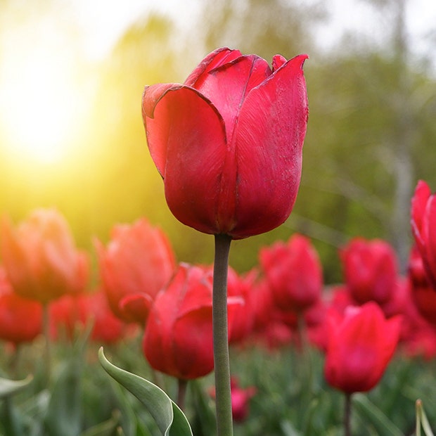 red tulip flowers with negative meanings