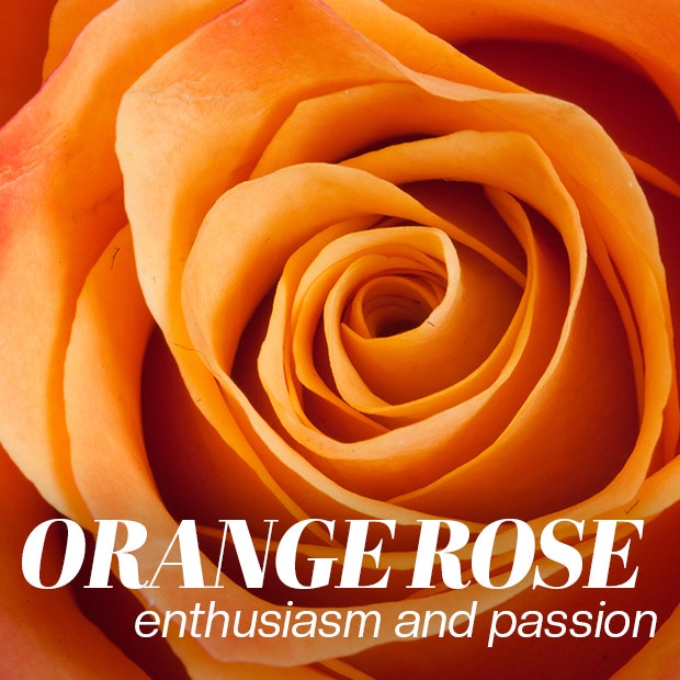 orange rose color meaning