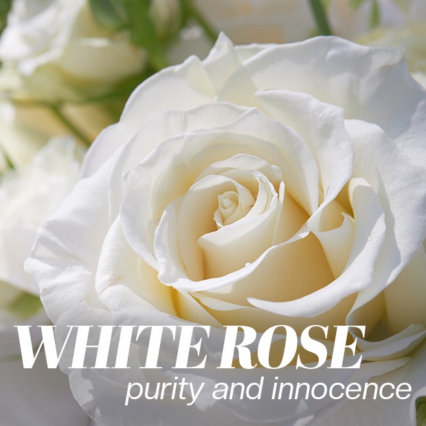 white rose color meaning
