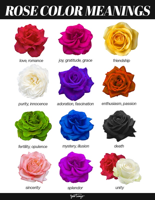 rose color meanings