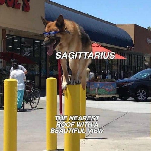 Best Sagittarius Memes