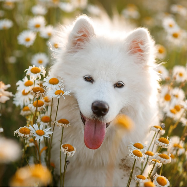 samoyed cutest dog breed