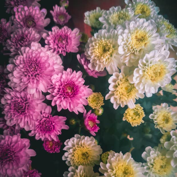 scorpio zodiac flower chrysanthemums