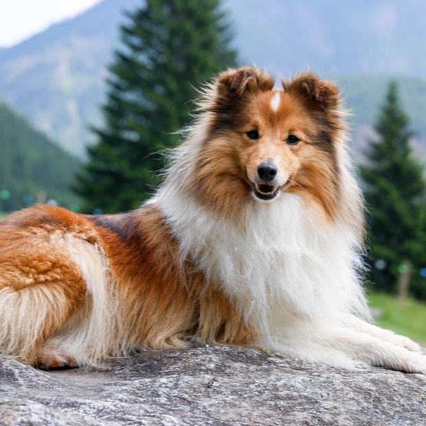 shetland sheepdog cutest dog breed