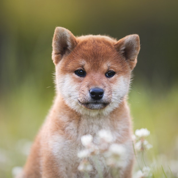 shiba inu cutest dog breed