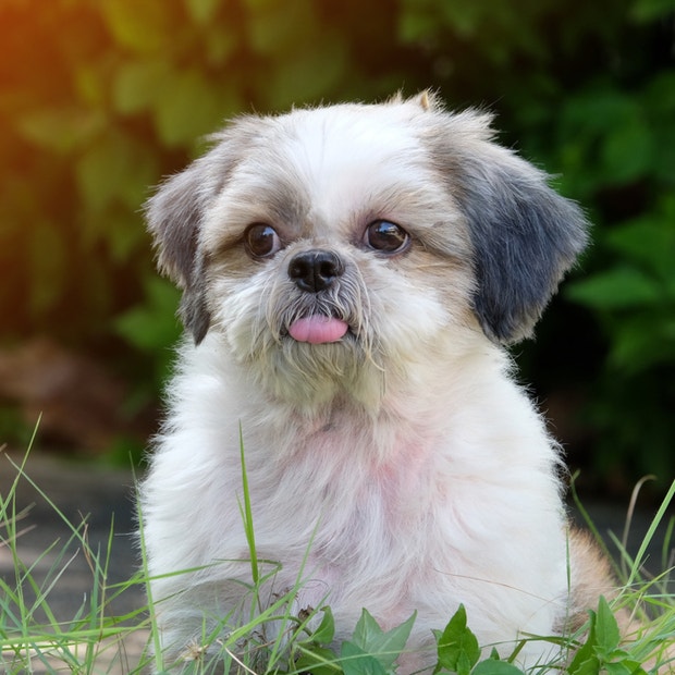 shih tzu cutest dog breeds