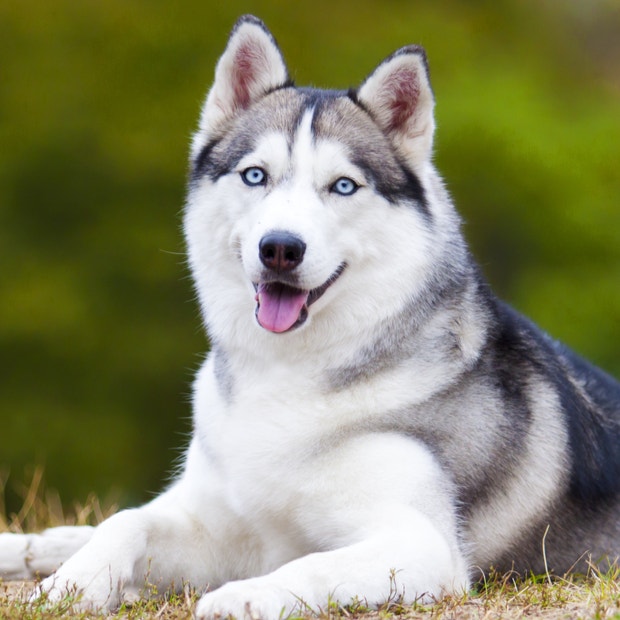 siberian husky cutest dog breed