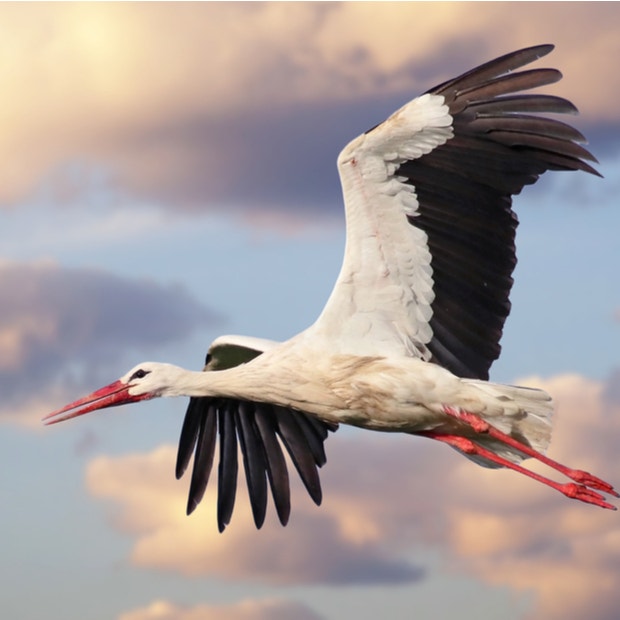 stork bird meanings