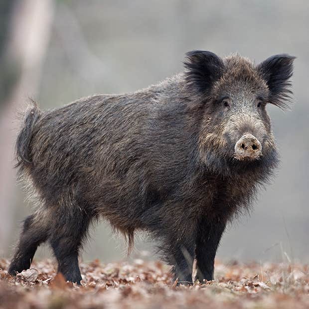 symbols of strength boar