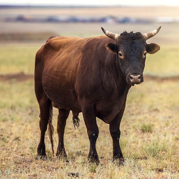 symbols of strength bull