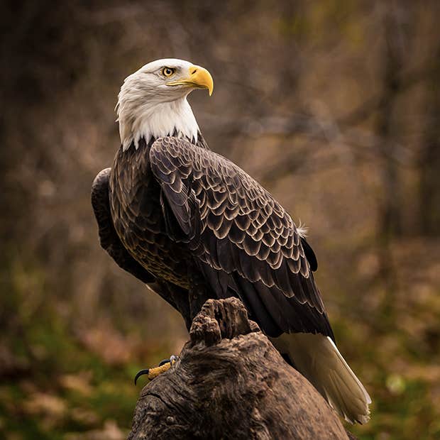 symbols of strength eagle