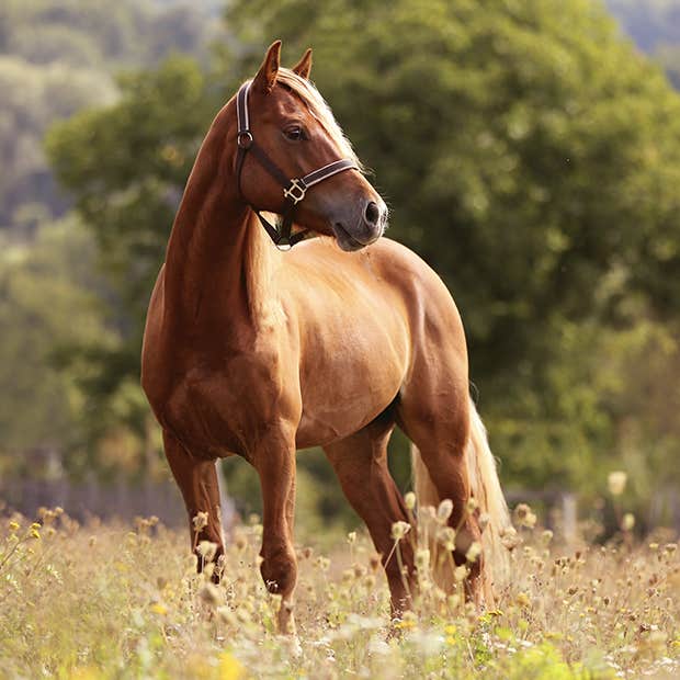 symbols of strength horse