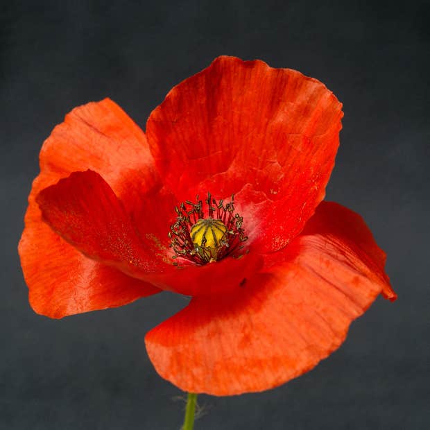 taurus zodiac flower poppy