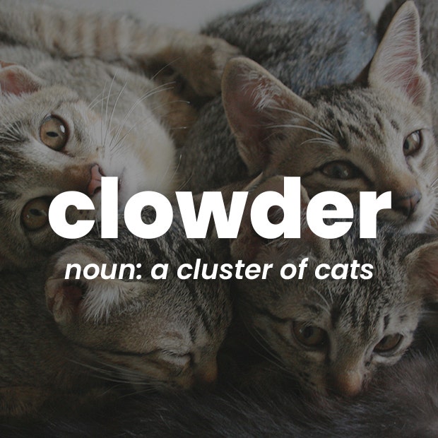 clowder rare words with beautiful meanings