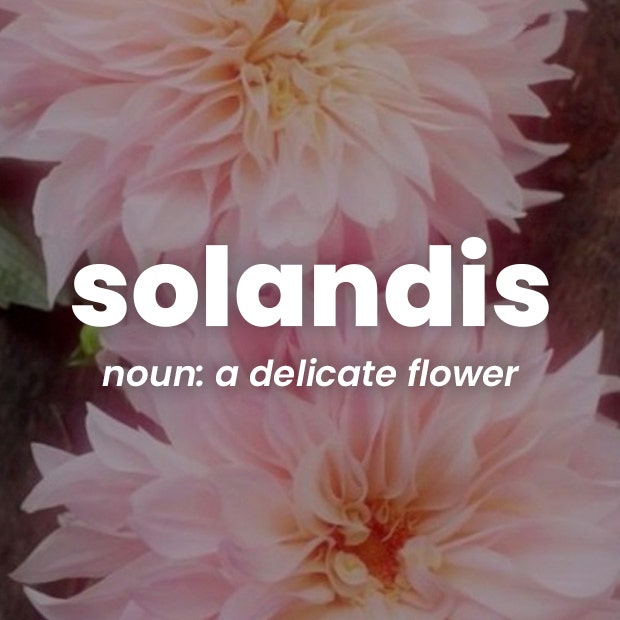solandis rare words with beautiful meanings