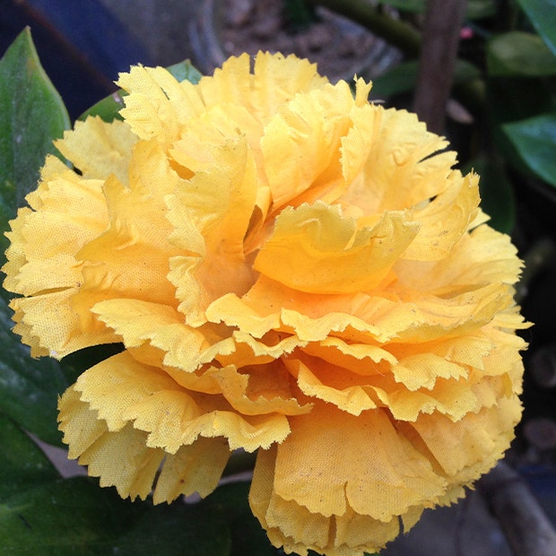 yellow carnation flowers with negative meanings
