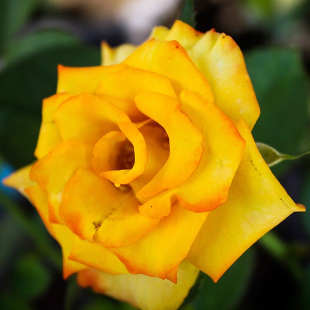 yellow rose flowers with negative meanings