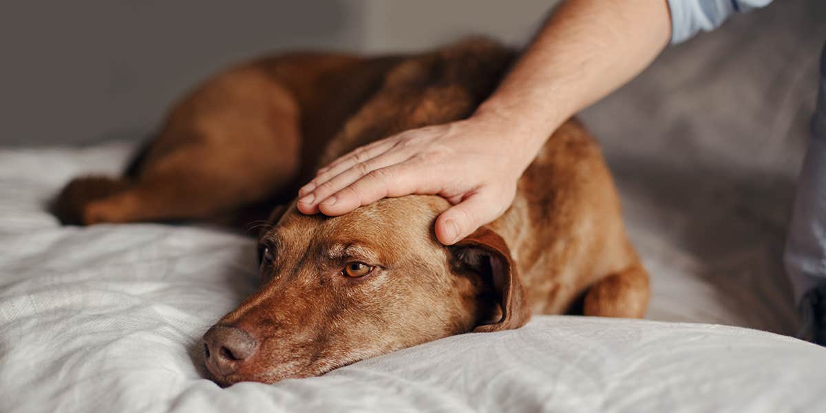 dog laying down while owner is petting head