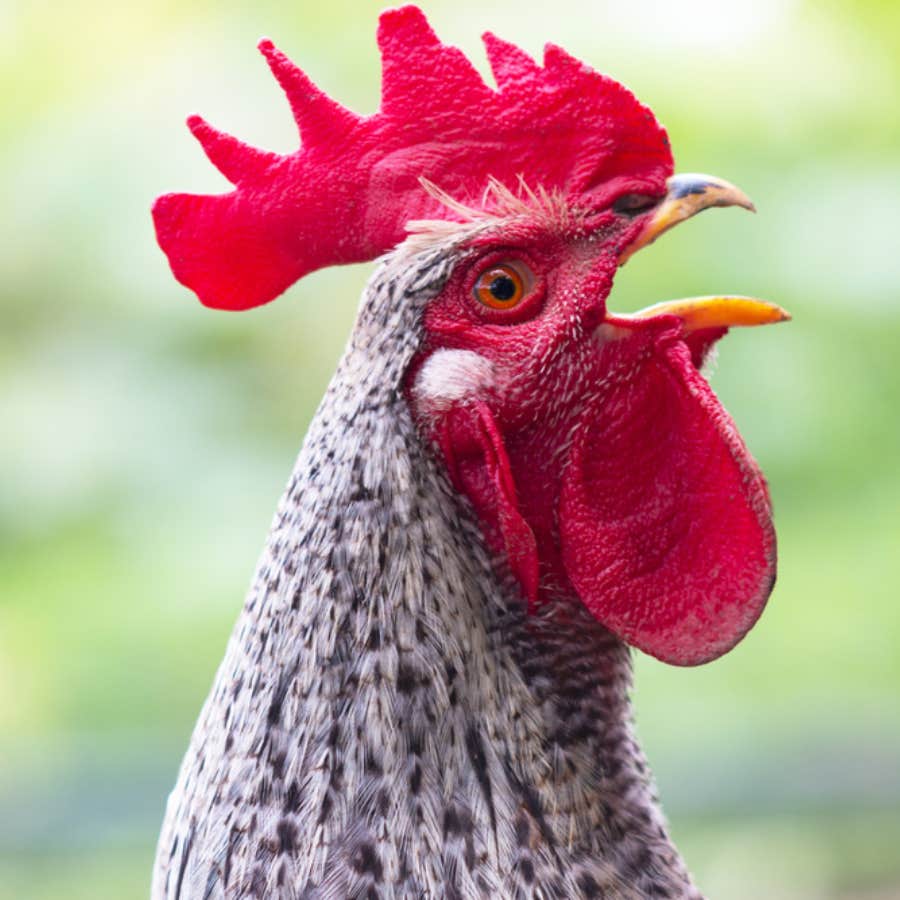mother brags about how she cooked and fed pet rooster to family after it attacked her daughter