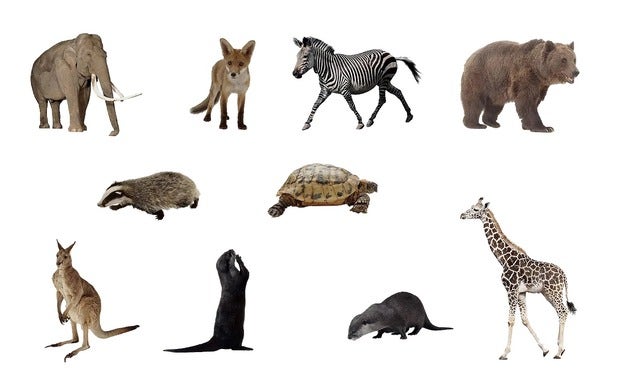 selection of animals