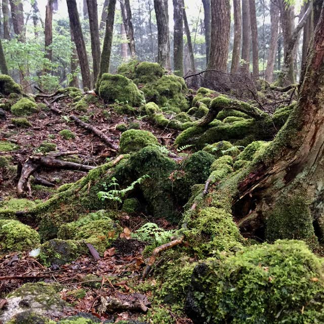 Aokigahara Forest, Japan