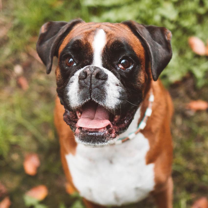 kind man breaks down neighbor&#039;s fence to save a dog left without food and water for three days