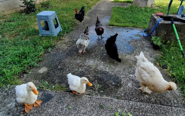 Group of chickens and ducks
