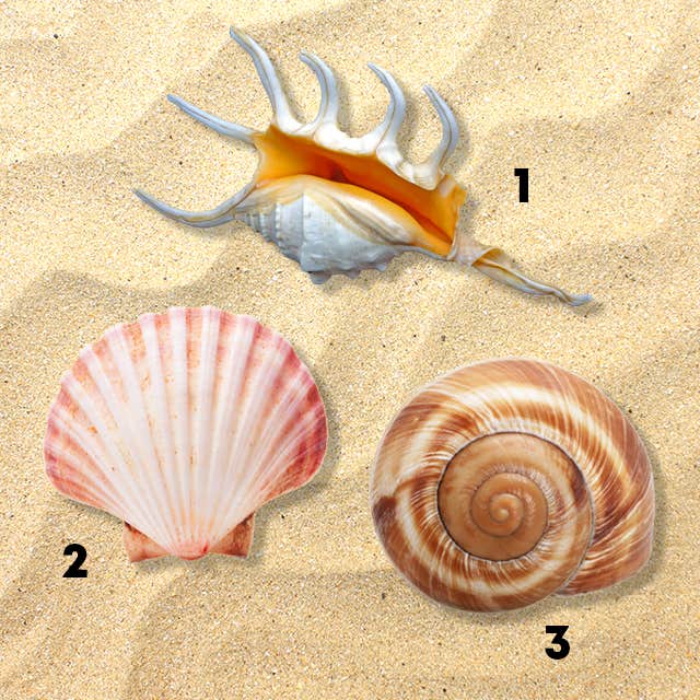 choose a shell personality test