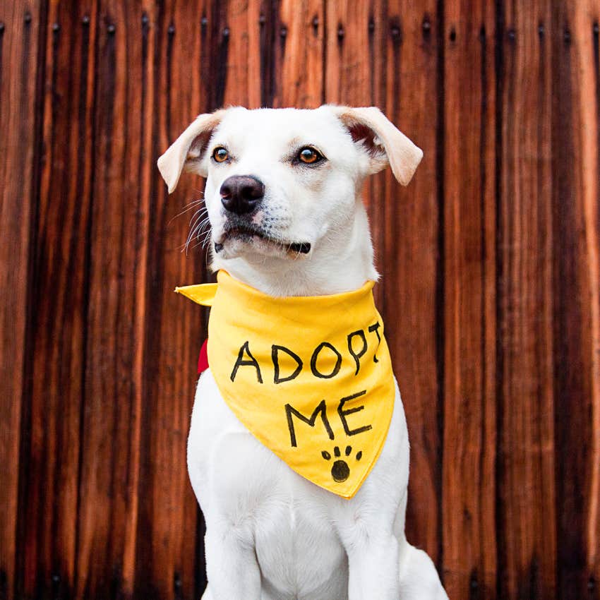 animal shelter hosts Thanksgiving feast for all the abandoned pets