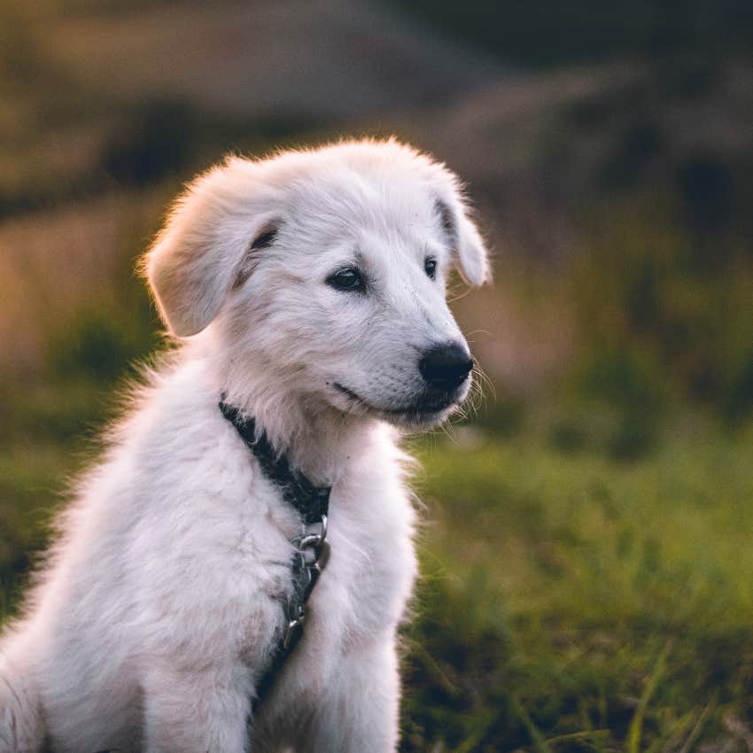 mom calls woman rude for fawning over puppy but not her baby