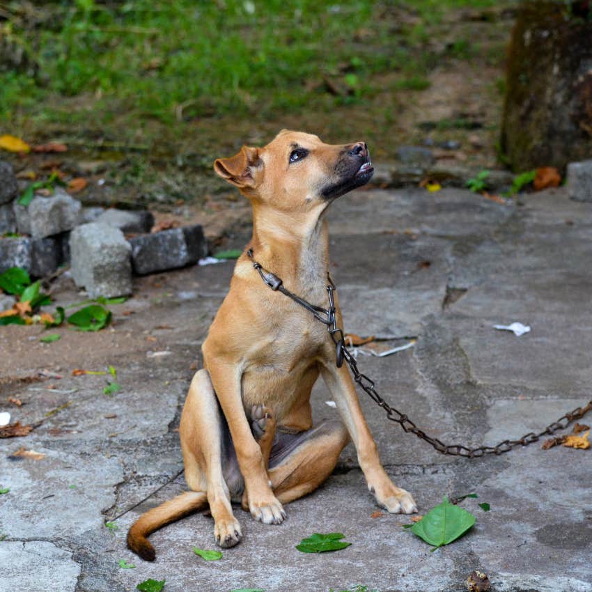 man breaks down neighbor&#039;s fence to save a dog left without food and water for 3 days