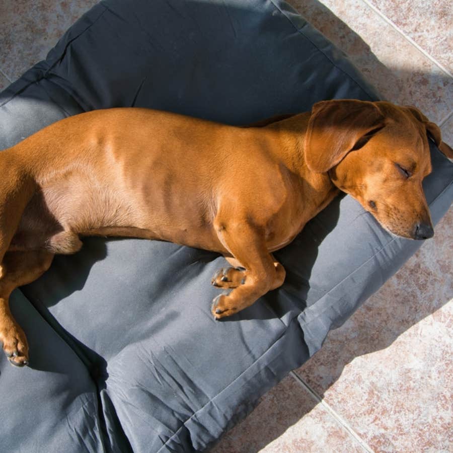 what your dog&#039;s sleeping position says about their personality
