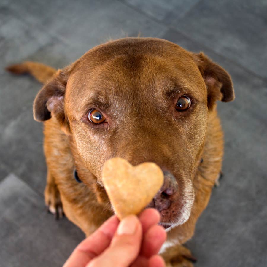 teen wants to cancel pet store after eating dog treat he thought was human food