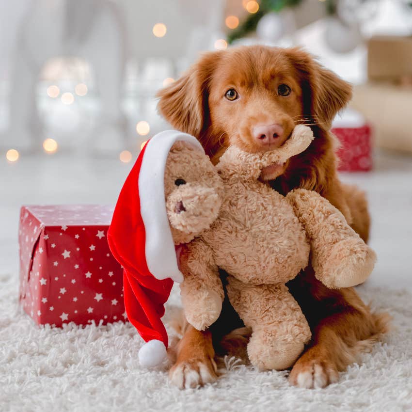 Why Our Dogs Love The Holidays Just As Much As We Do 