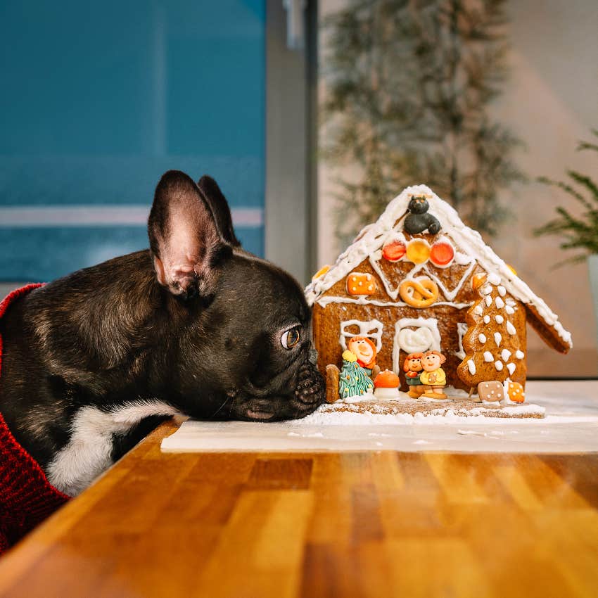 Why Our Dogs Love The Holidays Just As Much As We Do 