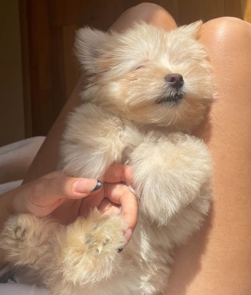 tiny dog sleeping in owner&#039;s lap