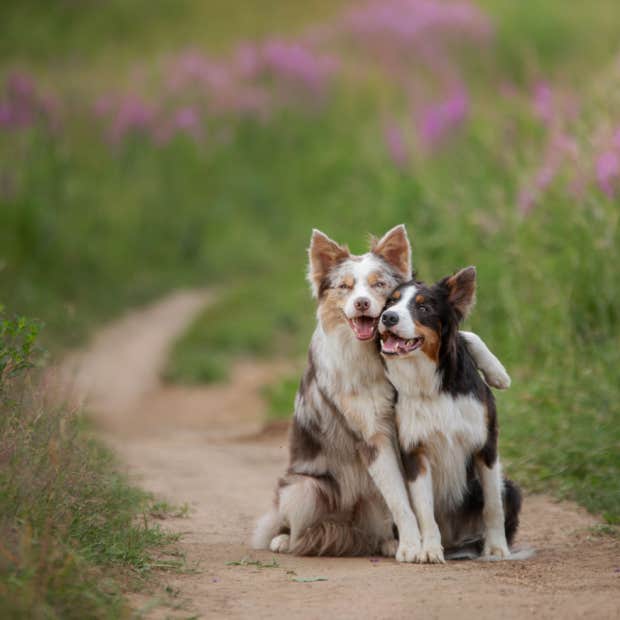 pet psychic reveals three comforting signs your deceased pet is letting you know they are okay