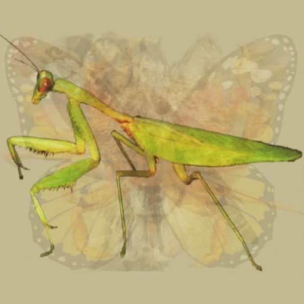 dominant traits personality test praying mantis