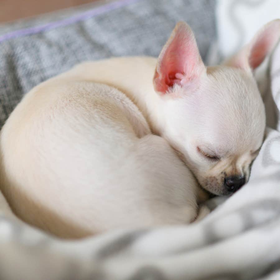 what your dog&#039;s sleeping position says about their personality