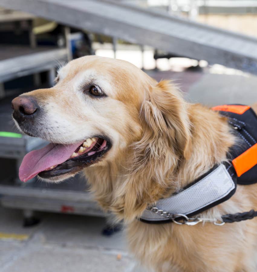 golden retriever service animal