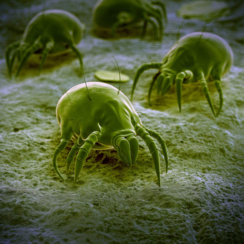 dust mites