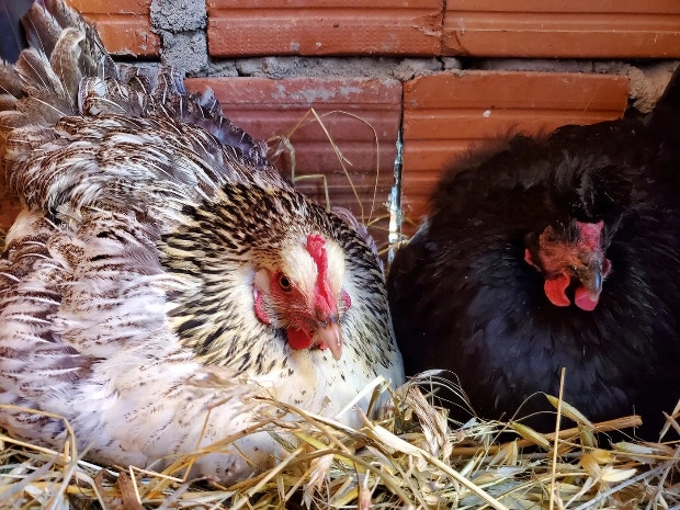 Chickens sitting on their eggs